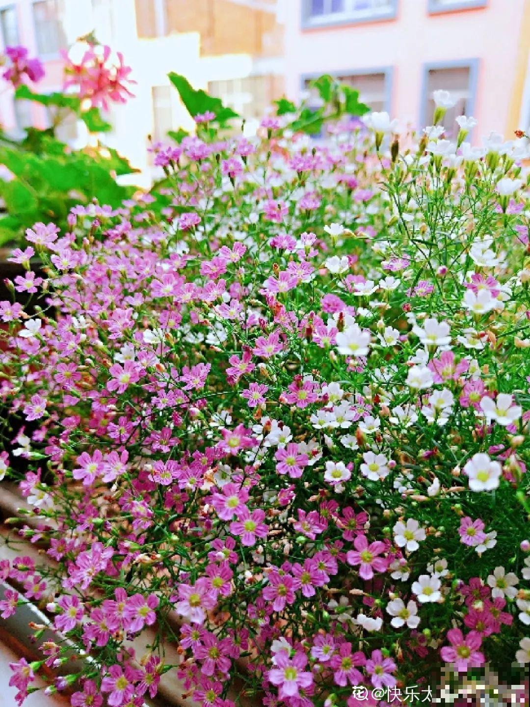 8种花是一次性的，开完就扔，别浪费时间！