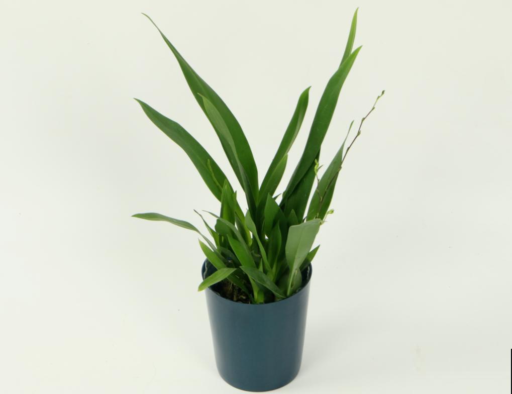 公认最好养的兰花,一次开花1000朵,满屋子兰香! 公认最好养的兰花,一次开花1000朵,满屋子兰香!