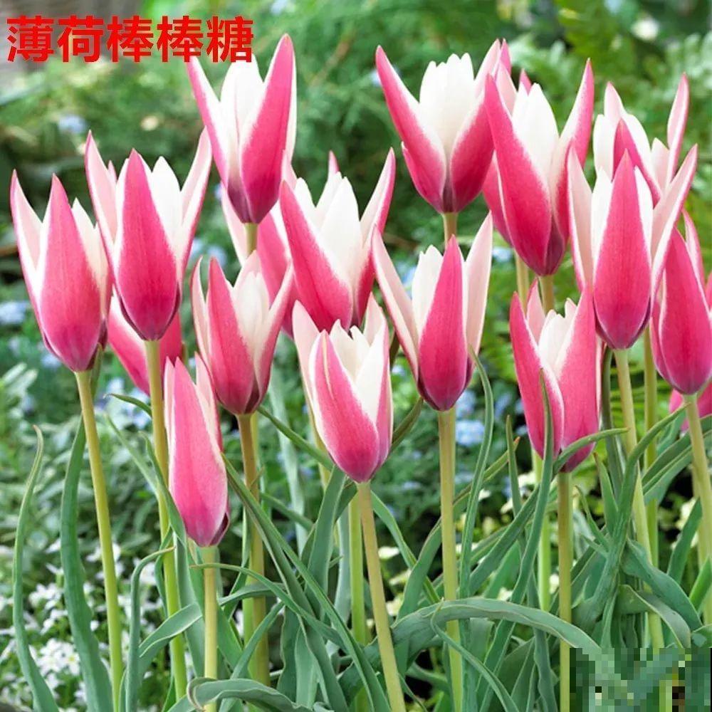 郁金香的“原始”祖先，大雪地里开花，颜值100分！