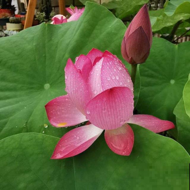 关于荷花,4个令人叹绝的冷知识,看完真长见识了! 关于荷花,4个令人叹绝的冷知识,看完真长见识了!