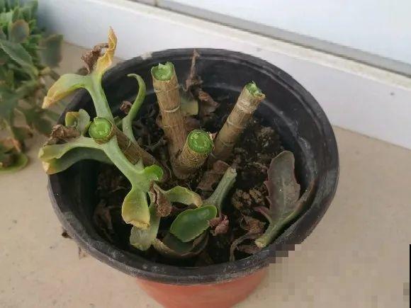 5种花不能长太高，一长高就砍，否则再也不开花！