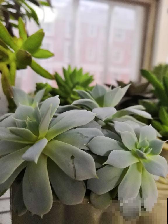 多肉化水,剪一刀消消毒,伤口重新长出小嫩芽 多肉化水,剪一刀消消毒,伤口重新长出小嫩芽