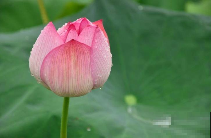 为什么手机拍出来的花,颜色总是失真?教你拍出真正好看的花! 为什么手机拍出来的花,颜色总是失真?教你拍出真正好看的花!