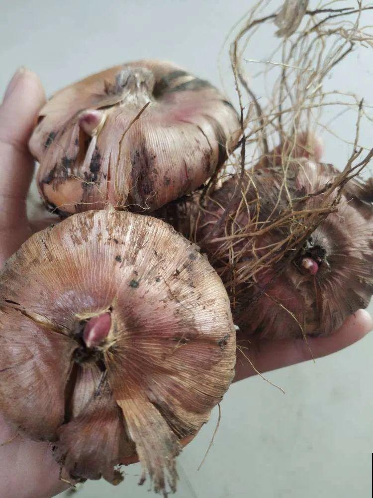 家里养这4种花，呼呼窜2米，开花成一串