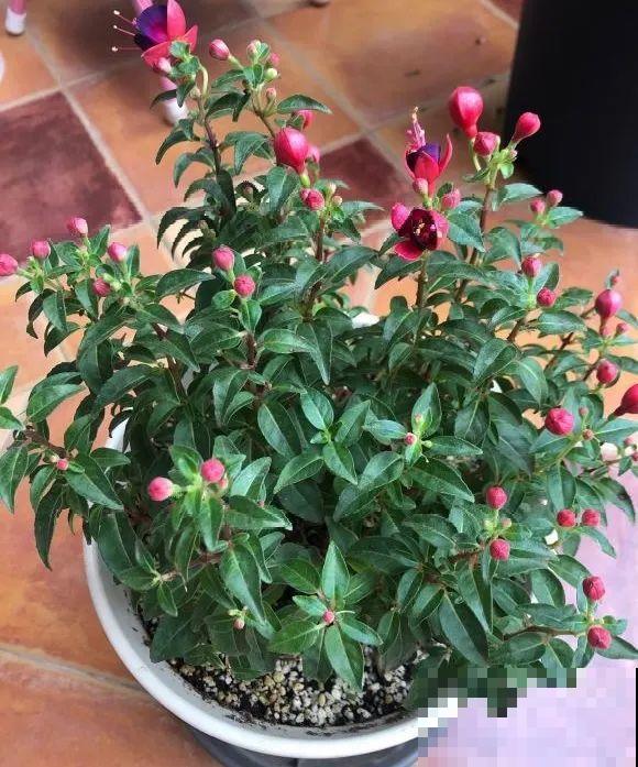 看到这些花,扭头就走,别买,谁买谁吃亏! 看到这些花,扭头就走,别买,谁买谁吃亏!