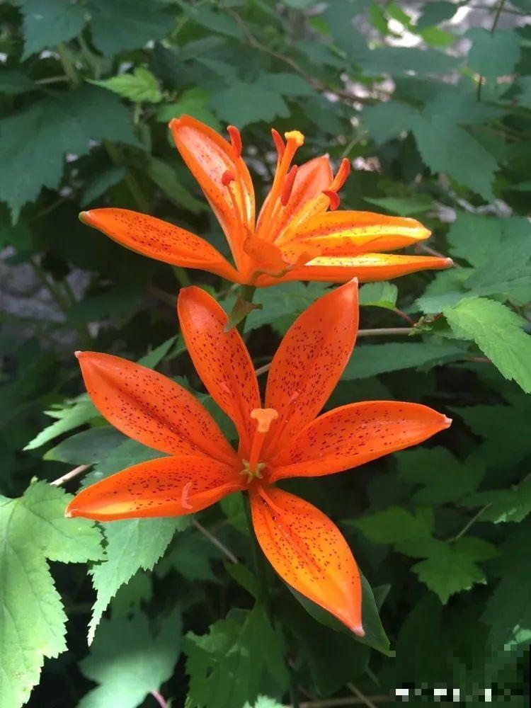 7种花不要随便挖，轻则罚款，重则坐牢！