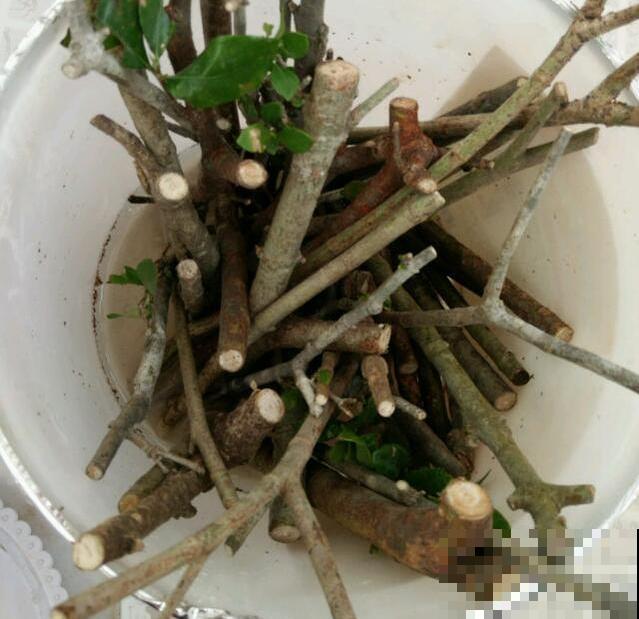 6种花扦插,杆子越粗越好活,根长成大扫把! 6种花扦插,杆子越粗越好活,根长成大扫把!