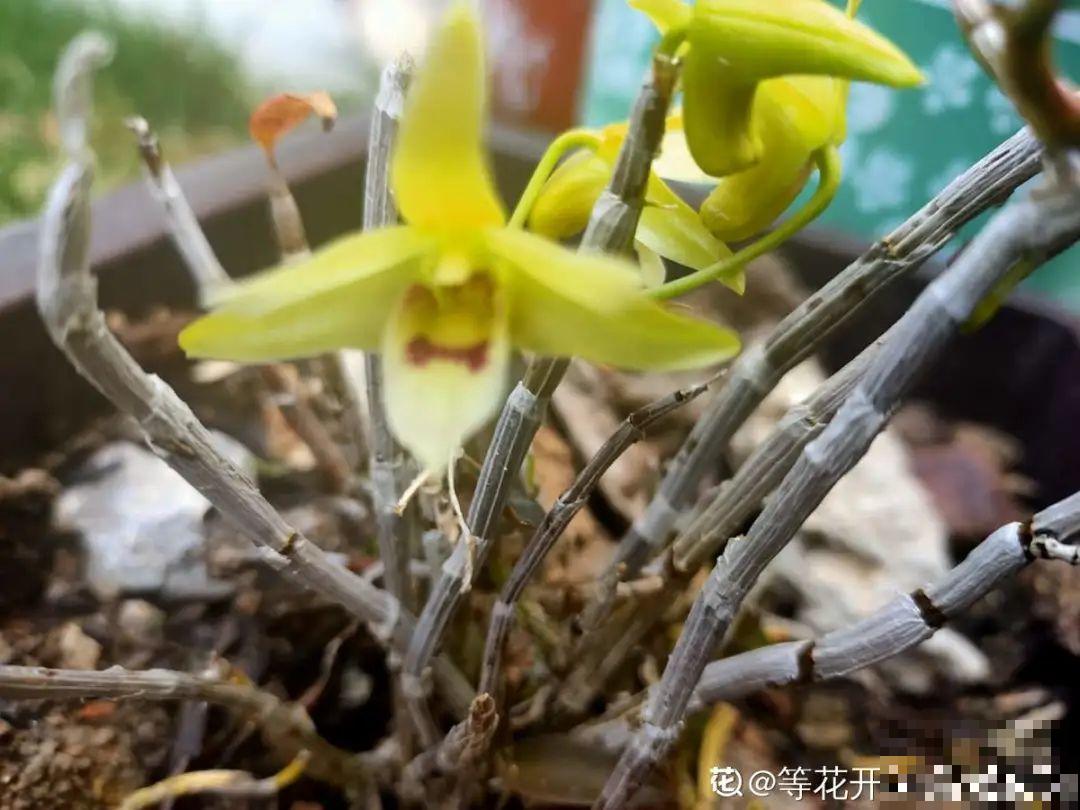 不起眼的6种花，泡茶喝，原来对身体这么好！