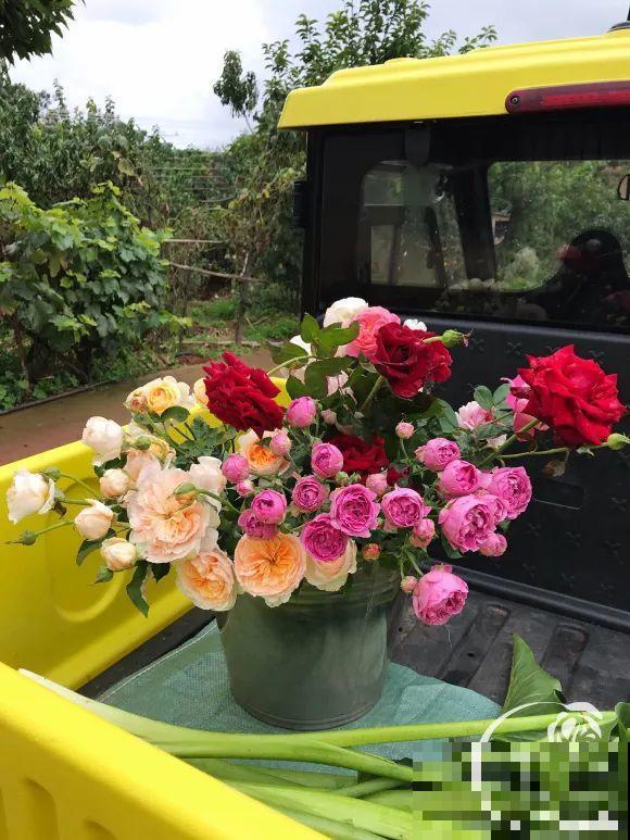 女儿辞职，回家养花，老爸说：15亩地，你负责养花，我负责蔬果！