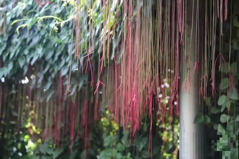 12种花，堪称“耐阴王”，比绿萝好看一万倍！