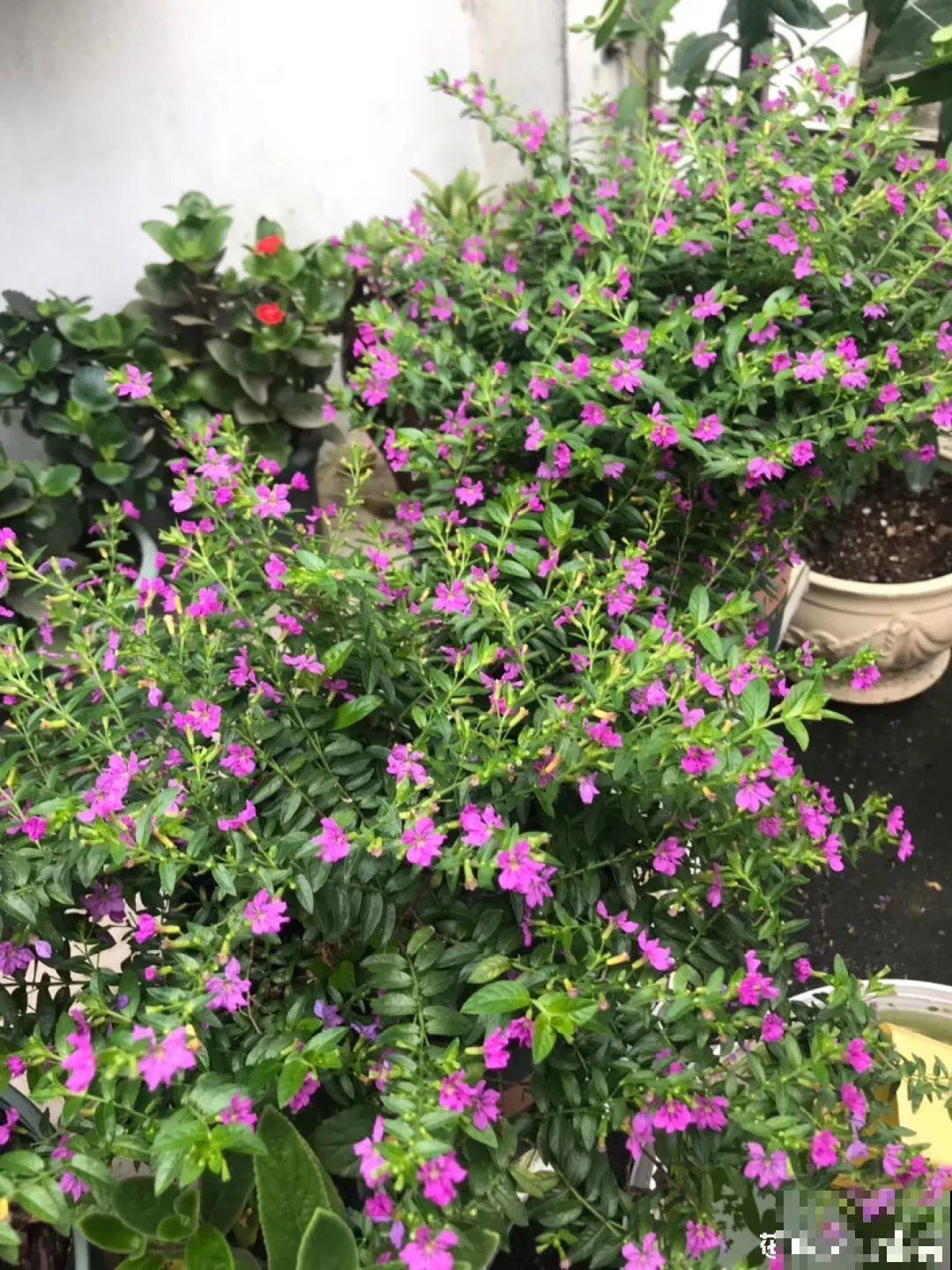 8种花是一次性的，开完就扔，别浪费时间！