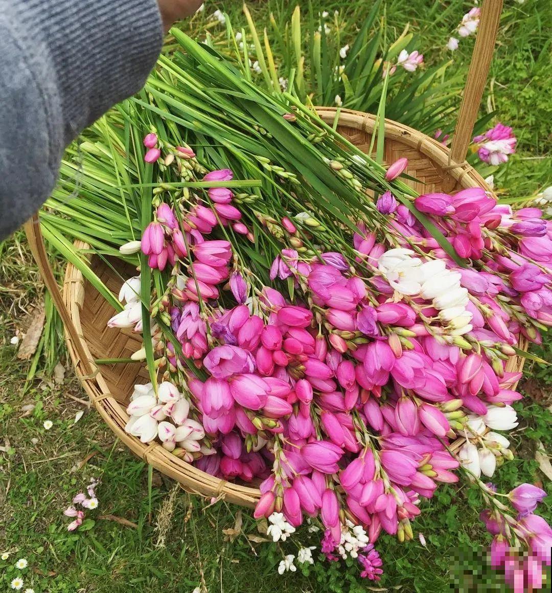 2块钱一盆的花,竟然开出一大片,谁不买亏大了! 2块钱一盆的花,竟然开出一大片,谁不买亏大了!