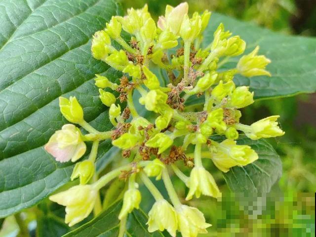 绣球老了不开花,这么养,老桩爆开上千朵花! 绣球老了不开花,这么养,老桩爆开上千朵花!