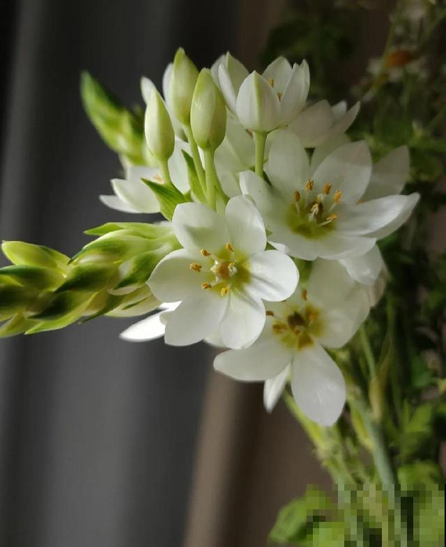 5种冷门花，今年特别流行，从种下到开花只用2个月！