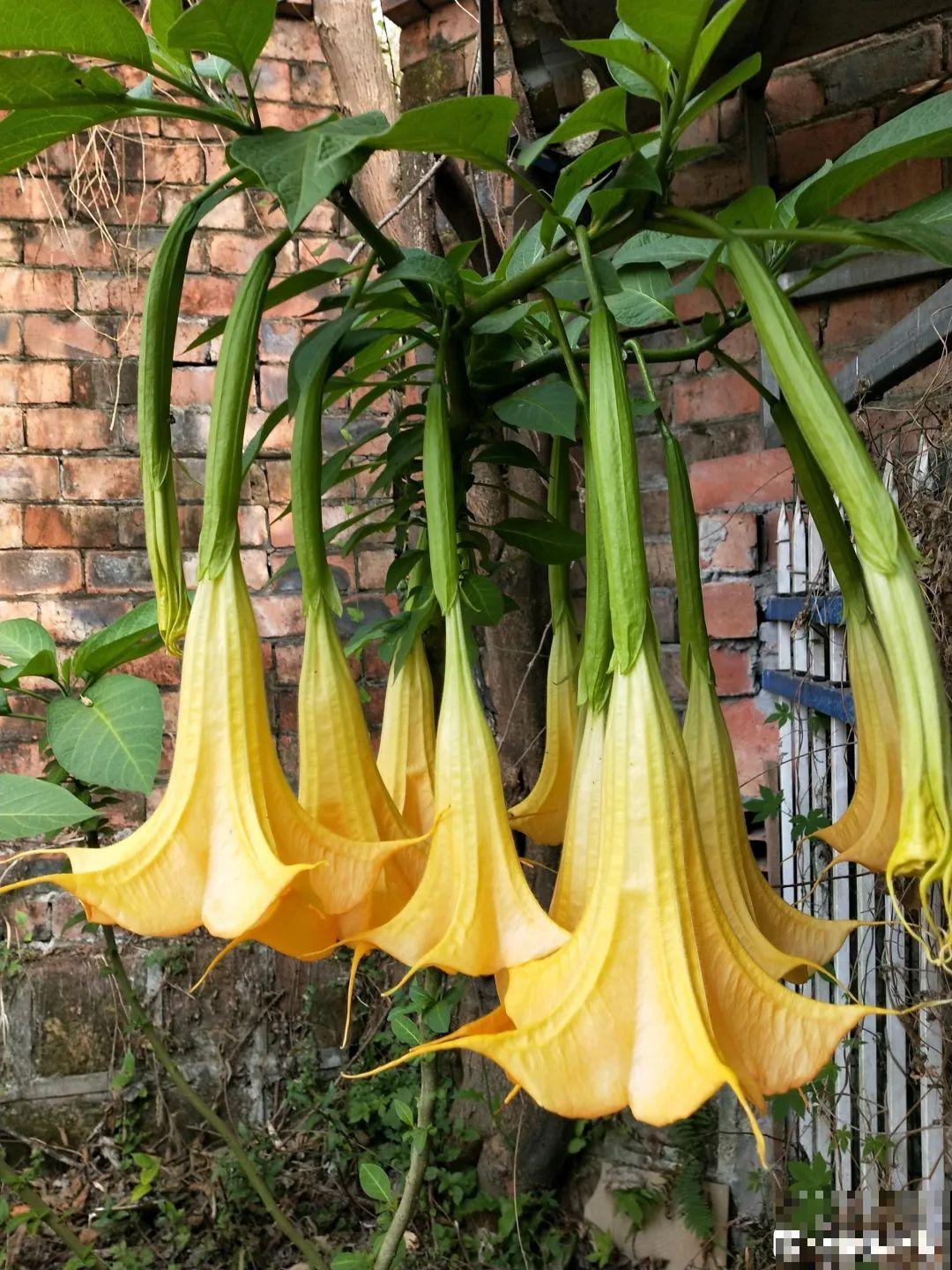 10种花有剧毒,遇到千万别乱碰,小心中毒! 10种花有剧毒,遇到千万别乱碰,小心中毒!