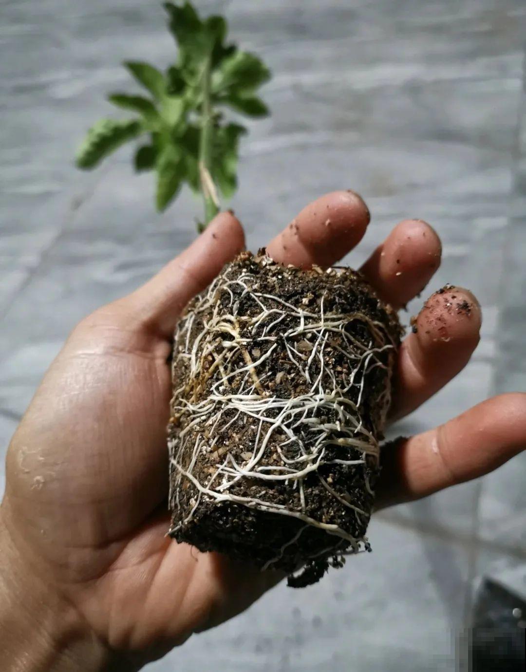 路边掐几根大粗枝,5天就生根,结果沉甸甸! 路边掐几根大粗枝,5天就生根,结果沉甸甸!