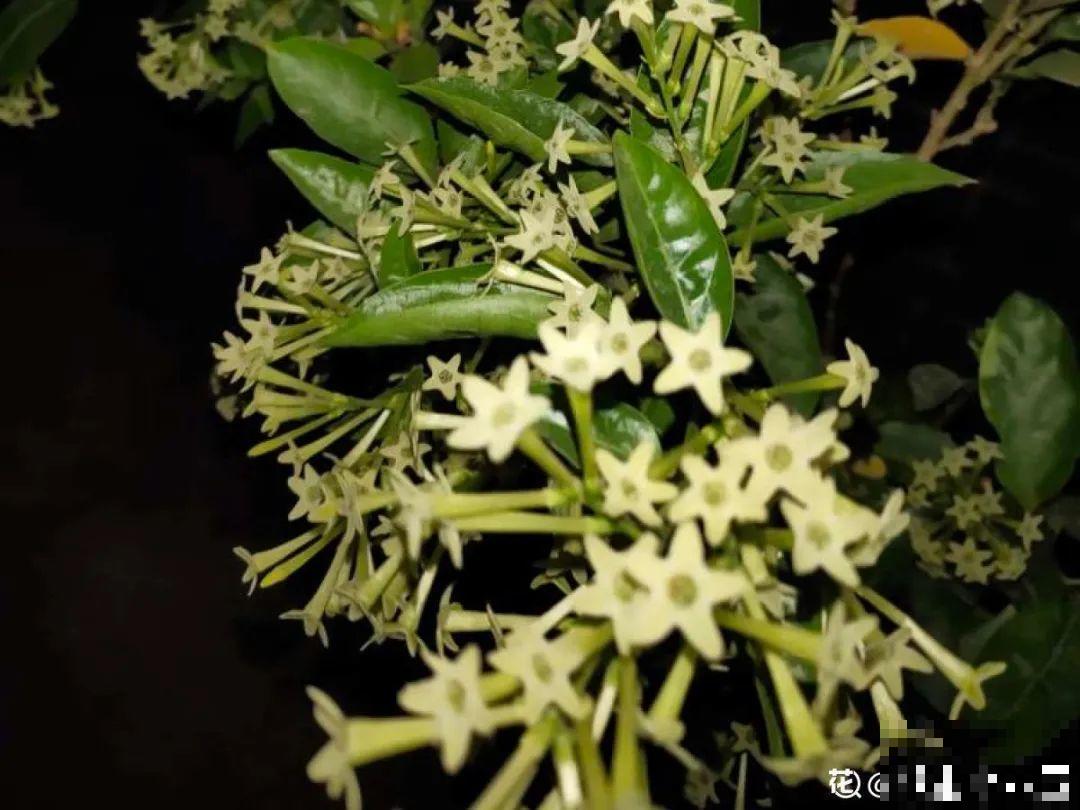 20种香水花,茶花排倒数,第一就是它! 20种香水花,茶花排倒数,第一就是它!