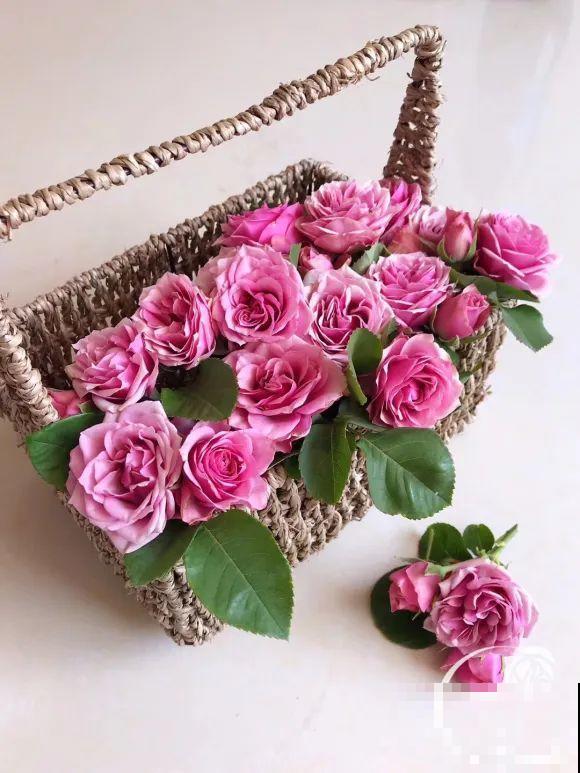 女儿辞职，回家养花，老爸说：15亩地，你负责养花，我负责蔬果！