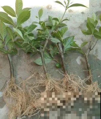 6种花扦插,杆子越粗越好活,根长成大扫把! 6种花扦插,杆子越粗越好活,根长成大扫把!