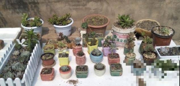 养了5年多肉,从小白变成大神,这些经验送你了! 养了5年多肉,从小白变成大神,这些经验送你了!