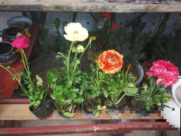 三伏天来了,这4种花赶紧断水,一浇一个死! 三伏天来了,这4种花赶紧断水,一浇一个死!