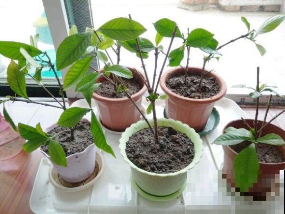 扦插百试百灵的小妙招，不信你也试试，3~5天就生根！