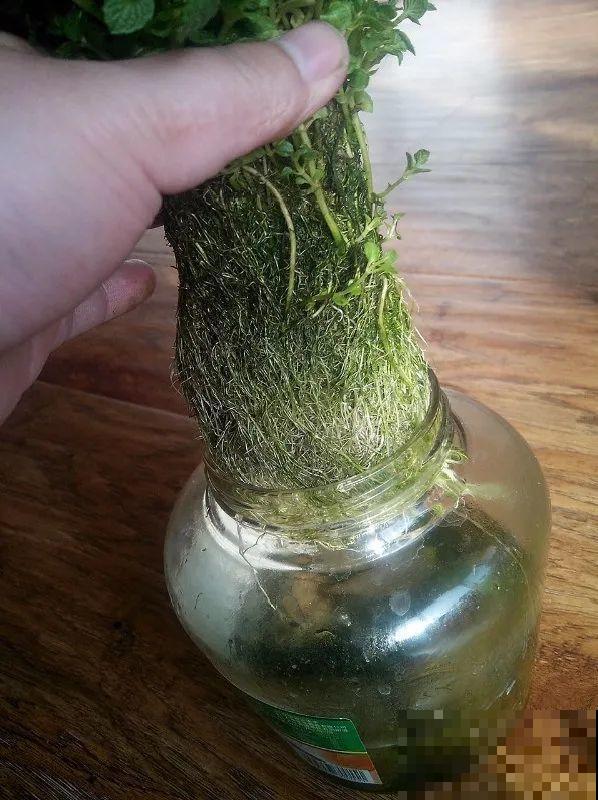 红掌喜欢纯水养，根长成人参，养10年都行！