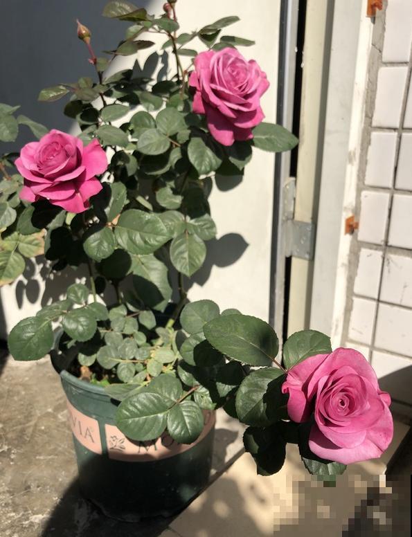 浓香型的靠边站，这些月季香味清淡，最适合阳台养！