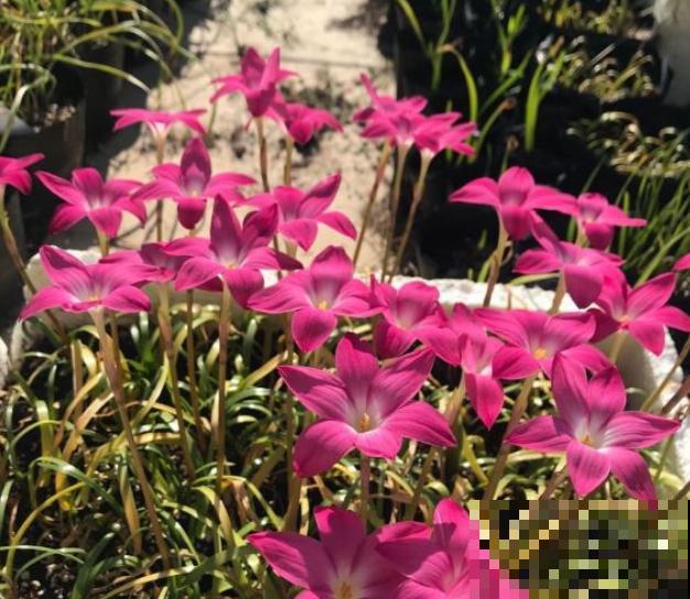 奇葩的催花方式:淋雨,越淋雨越开花! 奇葩的催花方式:淋雨,越淋雨越开花!