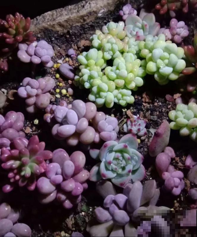 养了5年多肉,从小白变成大神,这些经验送你了! 养了5年多肉,从小白变成大神,这些经验送你了!