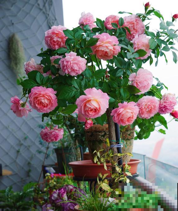 几种适合阳台养的月季,夏天也很少生病,太省心了! 几种适合阳台养的月季,夏天也很少生病,太省心了!