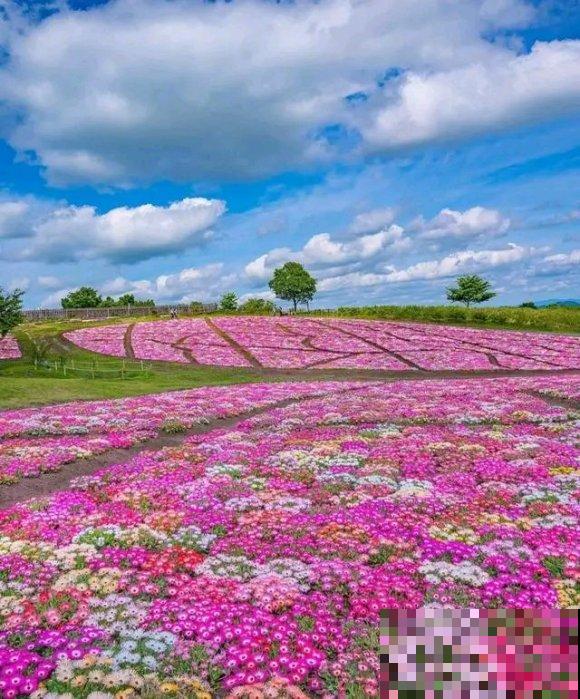 中国这个地方,漫山遍野都是花,去了都不想回! 中国这个地方,漫山遍野都是花,去了都不想回!