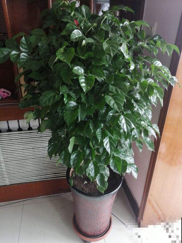 幸福树掉叶子，抓紧开窗通风，多喷水才行