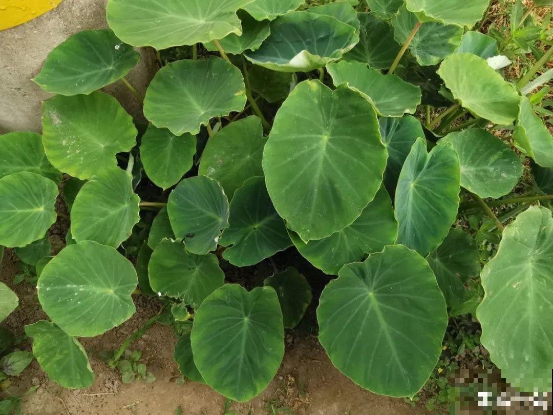 有些花有毒,家里有孩子要注意,不能乱碰 有些花有毒,家里有孩子要注意,不能乱碰