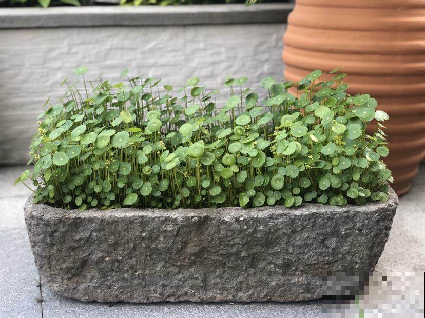 养花的老物件，拿回家养花正好，养花必备