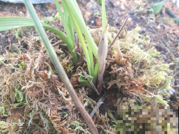 奇葩的养花方式,看得我目瞪口呆,长见识了! 奇葩的养花方式,看得我目瞪口呆,长见识了!