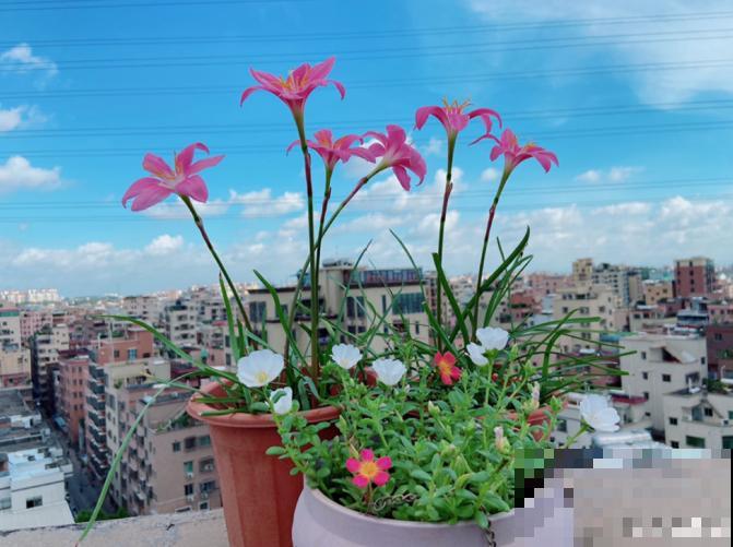 为什么手机拍出来的花,颜色总是失真?教你拍出真正好看的花! 为什么手机拍出来的花,颜色总是失真?教你拍出真正好看的花!