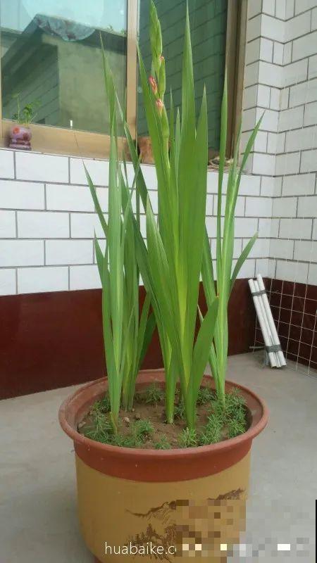 家里养这4种花，呼呼窜2米，开花成一串