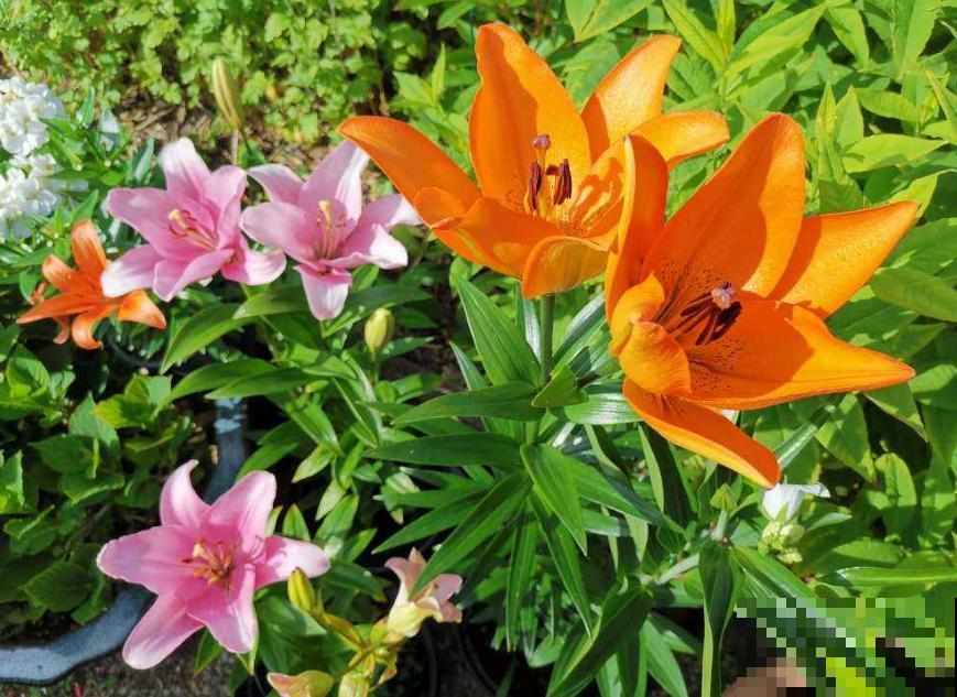 今日入伏,养花别做3件事,不然分分钟枯死! 今日入伏,养花别做3件事,不然分分钟枯死!