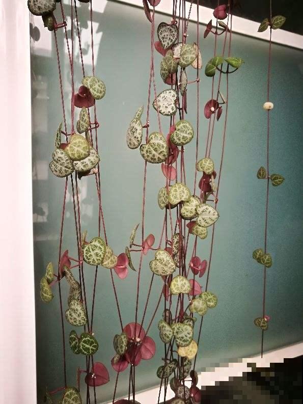 家里养盆不死鸟，叶子落土里就长新芽，繁殖速度堪比生物入侵