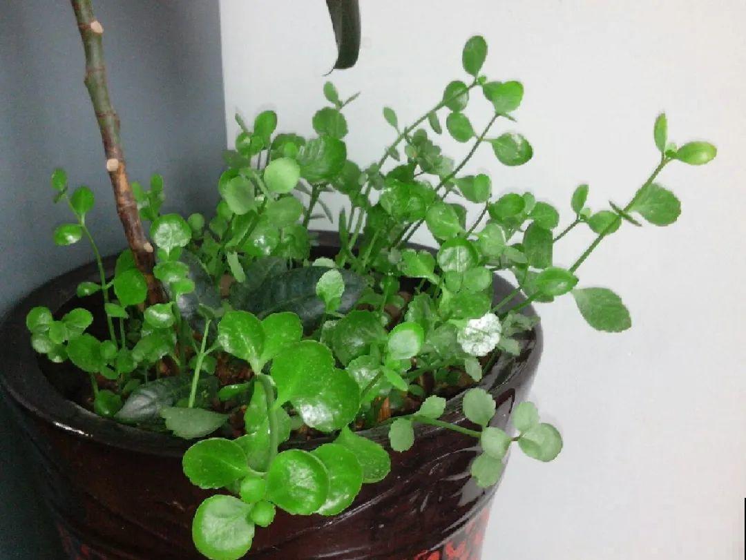 5种花不能长太高，一长高就砍，否则再也不开花！