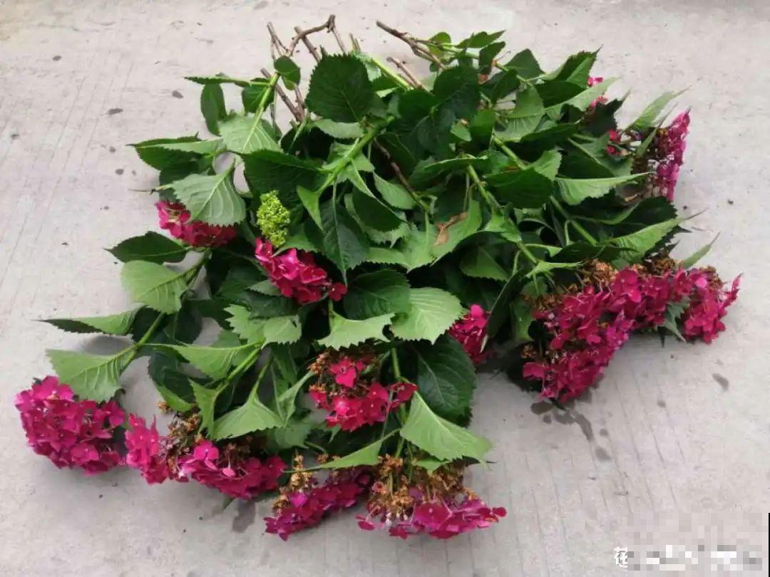 38℃高温，家里的花挺不过去，只剩盆了！