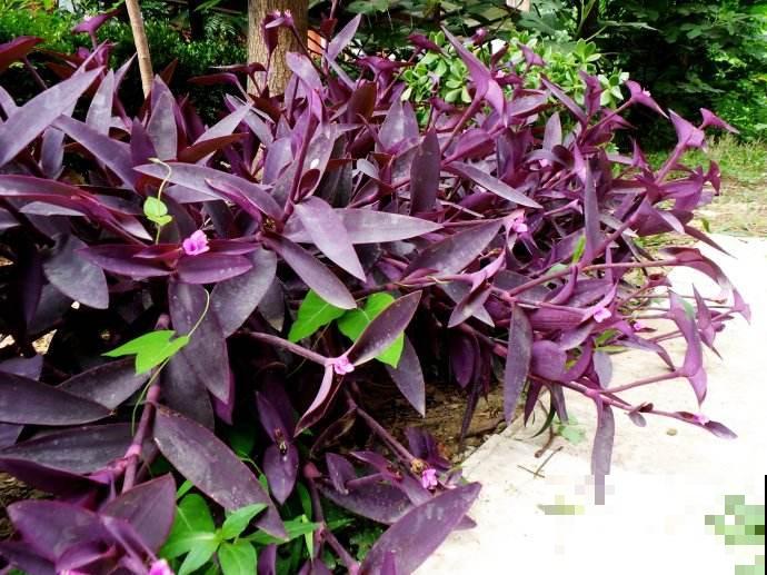 路边常见的4种花，名字里带梅，却不是梅花！