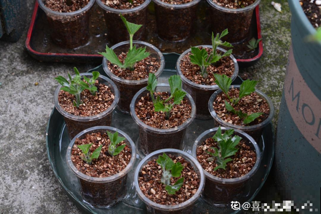 8种花是一次性的，开完就扔，别浪费时间！