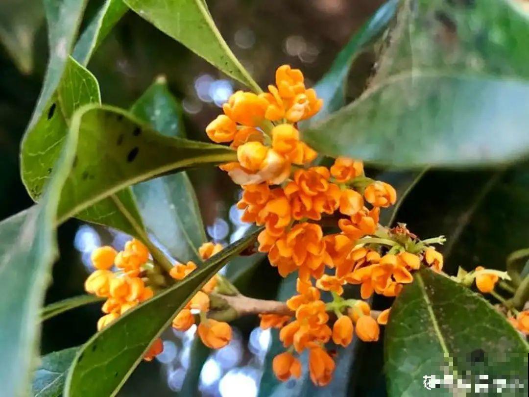 20种香水花,茶花排倒数,第一就是它! 20种香水花,茶花排倒数,第一就是它!