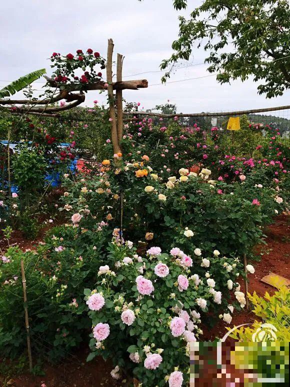 女儿辞职，回家养花，老爸说：15亩地，你负责养花，我负责蔬果！