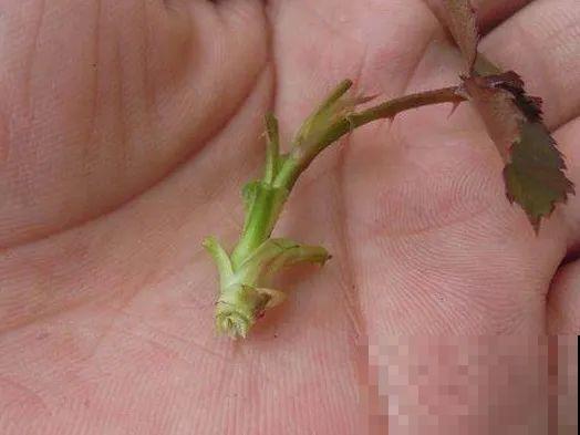 月季,绣球正是扦插好时机,学会方法,繁育一阳台! 月季,绣球正是扦插好时机,学会方法,繁育一阳台!