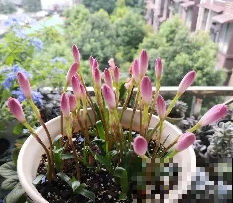 10种花,不怕风吹雨淋,不怕暴晒干旱,四季爆开花,堪称花坚强! 10种花,不怕风吹雨淋,不怕暴晒干旱,四季爆开花,堪称花坚强!