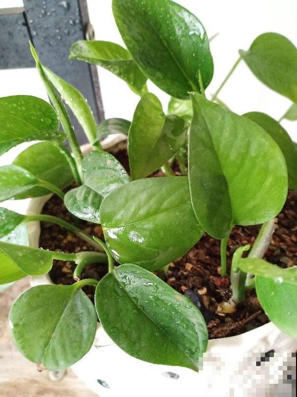 家里养绿萝,喂点尿素,叶子绿得直滴油 家里养绿萝,喂点尿素,叶子绿得直滴油