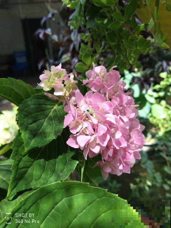 养花也是养身心，4个养花带来的好处，你中了几条？